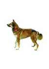 Trixie Tüzelő Bugyi 40-49cm - M Fekete