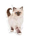 Royal Canin Kitten Cat 0,4kg