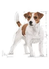Royal Canin Shn Wet Mini Adult Dog 12×85g