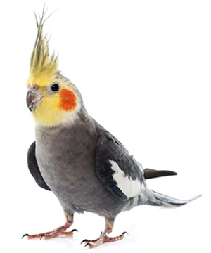 MADÁR