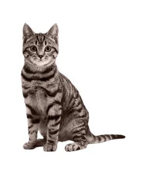 MACSKA