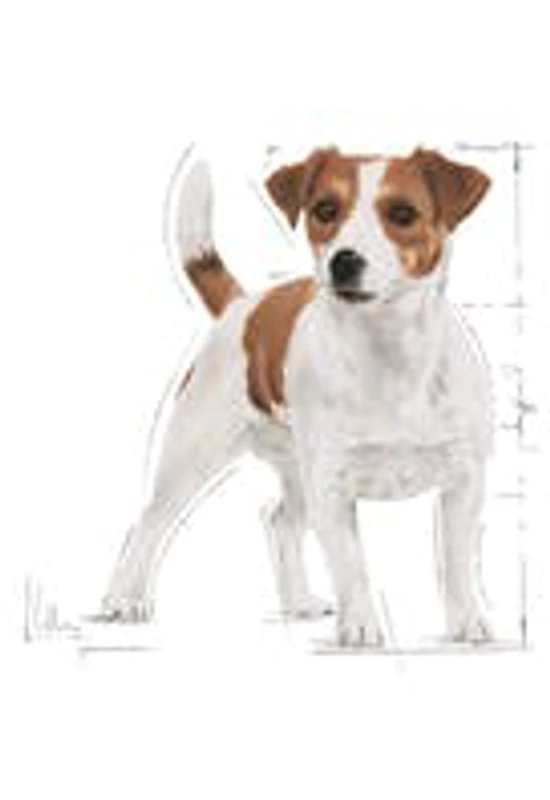 Royal Canin Shn Wet Mini Adult Dog 12×85g